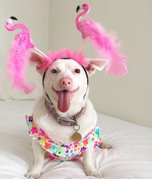 Disabled Dog Social Accounts