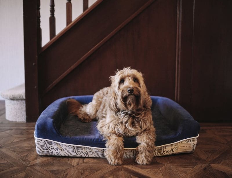 One-for-One Dog Beds