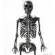 Artistic Graphite Skeletons Image 3