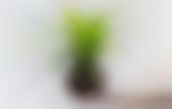 Ornamental Indoor Plants