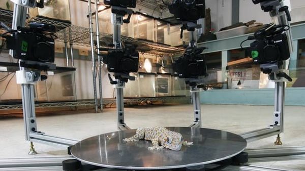 3D Animal Scan Archives