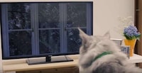 Pet-Calming Videos Image 3