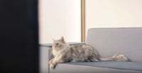 Pet-Calming Videos Image 4