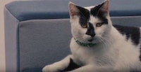 Pet-Calming Videos Image 5
