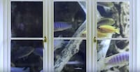 Pet-Calming Videos Image 6
