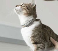 Pet-Monitoring Home Systems Image 5