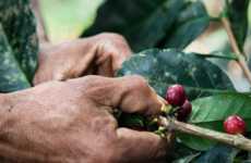 Gourmet Convenience Store Coffees