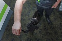 Dental Office Therapy Dogs Image 3