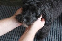 Dental Office Therapy Dogs Image 4