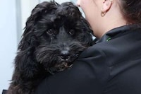Dental Office Therapy Dogs Image 7