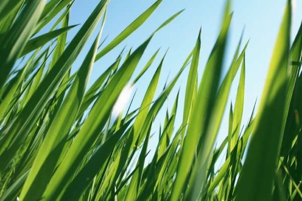 20 Grassy Innovations That Sow the Seed of Creativity