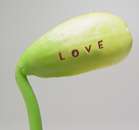 Laser-Etched Legumes