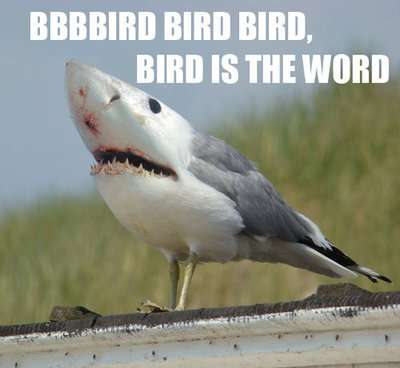Bizarre Sharktography Memes