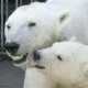 14 Viral Polar Bear Innovations Image 1