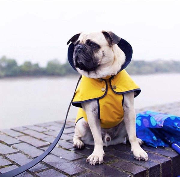 90 Gifts for Pets
