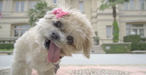 20 Personified Pet Ads