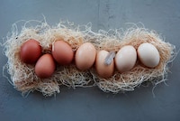 Playfully Illustrative Egg Packs Image 2