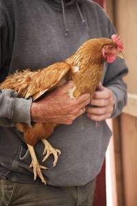 Playfully Illustrative Egg Packs Image 4