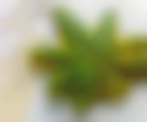 Hemp Seed Soaps
