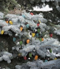 Bird Seed Christmas Decorations Image 2