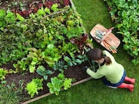 Chef-Curated Urban Gardens Image 2