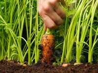 Chef-Curated Urban Gardens Image 3
