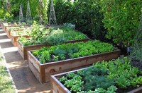Chef-Curated Urban Gardens Image 4