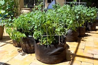 Chef-Curated Urban Gardens Image 6
