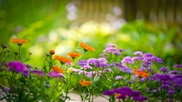 Chef-Curated Urban Gardens Image 7