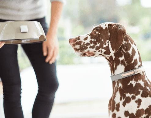 25 Personalized Pet Innovations