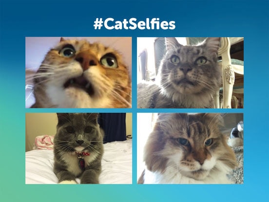 Feline Photography Apps