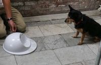 Playful Pet-Feeding Hubs Image 2