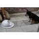 Playful Pet-Feeding Hubs Image 2