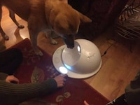 Playful Pet-Feeding Hubs Image 4