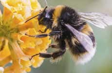 Pollinating Bee Drones