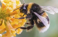 Pollinating Bee Drones