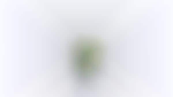 Semi-Opaque Plant Packaging
