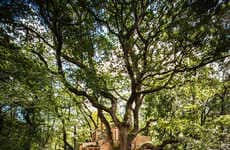 Luxurious Treehouse Hotels