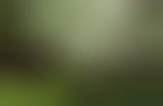 Foliage-Monitoring Drones