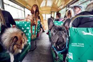 Canine Bus Tours