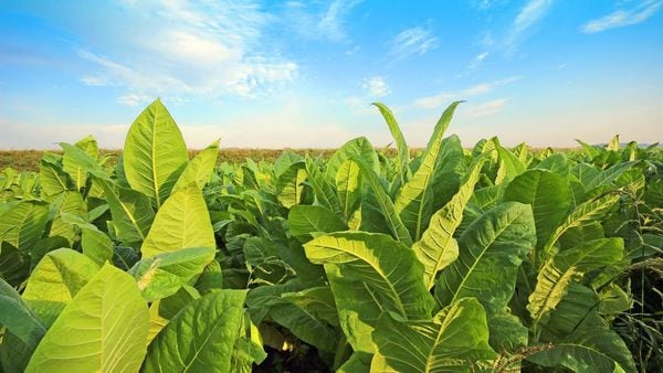 Top 44 Eco Trends in February