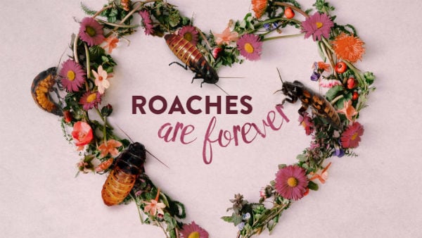 Romantic Cockroach-Naming Campaigns
