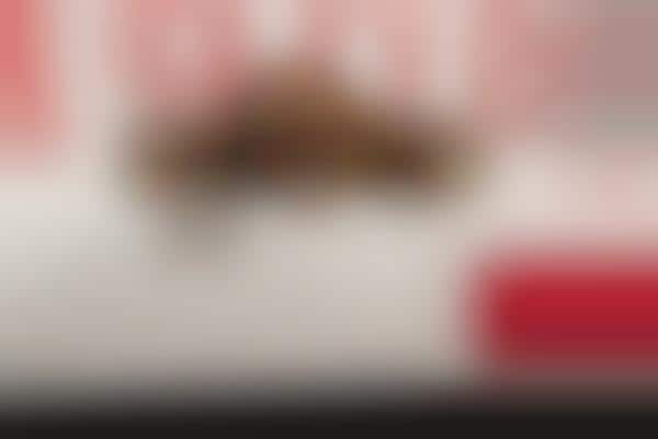 Aphrodisiacal Cannabis Chocolates