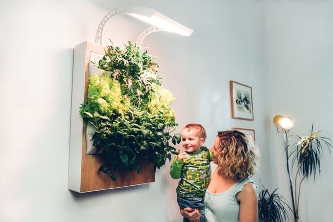 Indoor Hanging Gardens