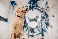 Pet-Friendly Vacation Policies Image 2