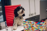 Pet-Friendly Vacation Policies Image 3