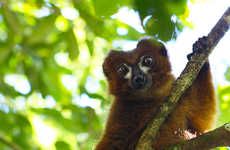 Lemur-Tracking Facial Software