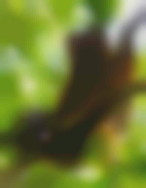 Lemur-Tracking Facial Software