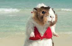 Swimsuit Photoshoot Parody Ads