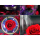 Fairy Tale Rose Speakers Image 6